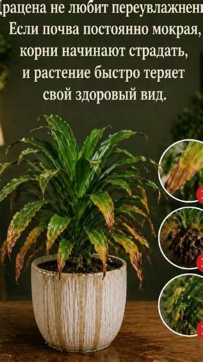 Драцена Компакта в горшке уход, ошибки и секреты роста. 2