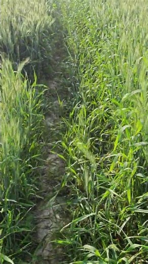 mini speaker jumping test #shorts