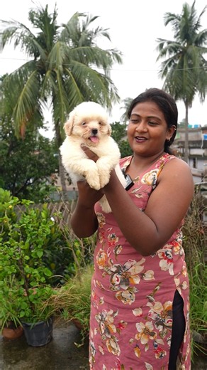 Lhasa apso home breed #galiffstreet #homebreed #lhasaapso #dog #puppy #petlover