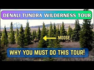 Alaska - Tundra Wilderness Tour | Best Wildlife Tour you can do at Denali National Park, Part 2