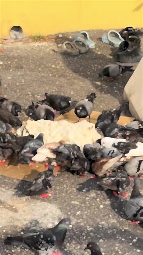 Amavasai Prayers at Sivan Temple. Blessed to serve Annadhanam for everyone today ❤️🙏🏻 @NSV26 vedha daa @1443 @Anantha Sar @Mega