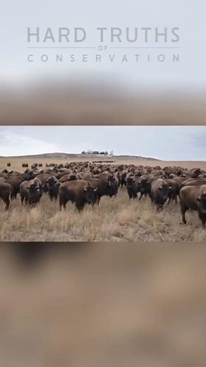 Feeding 680 Bison: See How They Help the Land!