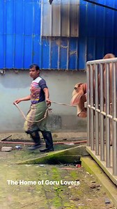 35K views · 455 reactions | Beautiful Heavyweight Hasha Shahiwal Bull Crazy Run | MashAllah | #Qurbani #KurbaniEid #DecoratedBull #brahman #longhorns #texasBrahman #paglagoru #borogoru #giantbull #gyrolando #sibbi #mandi #cholistanicow #cow #bulls #bigcow #buffalo #jafrabadiBuffalo #jafrabadi #piemonteseBull #Piemontese #redBrahmanBull #brahmanrojo #ThaiBrahman #Khillarbull #IndianBull #RomagnolaBull #BrangusBull #Braford #BrafordBull | The Home of Goru Lovers | Facebook