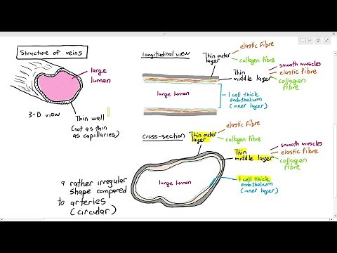 8-6 Venules & Veins (Cambridge AS & A Level Biology, 9700)
