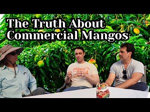 Growing Mango Trees What Commercial Mango Varieties Teach Us About Flavor Yield and Climate