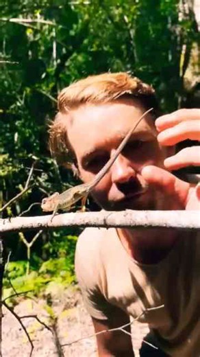 Little Dinosaur Secretive Dwarf Chameleon Deep in The Forest