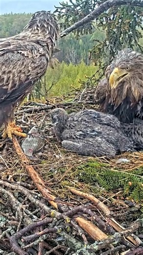 1M views · 17K reactions | [ E#886 ] - Review bird nest family daily life in their nest | Review mother birds bring food to feed her chicks in the nest!! #reviewbirdnest #birdslover #naturelovers #birdsounds #birdschirping #birdsofinstagram #birdlife #birds #birdswatching #birdsnest #wildbirdsphotography #birdsforest | Bird Plus Nature | Facebook