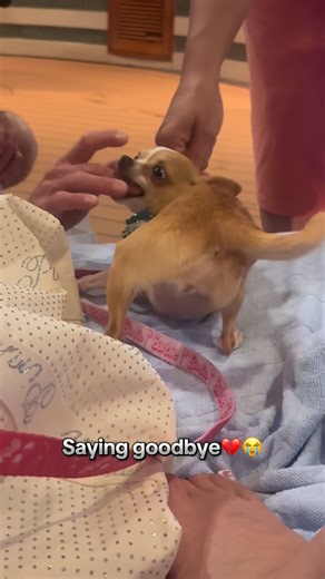 Blondie The Cruise Chihuahua🛳️💖 on Instagram: "my dog saying bye to every friend she made on the cruise😭🚢 goodbyes are harder when you don’t know if you’ll ever meet again… 💔 #cruise #chihuahua #goodbye"