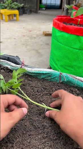 Plant Tomatoes SIDEWAYS! 🍅🤯 The Secret to Massive Roots & Yields #Shorts