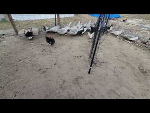 Muscovy duck catch pen chute