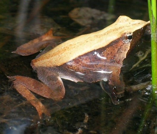 Darwin's Frog
