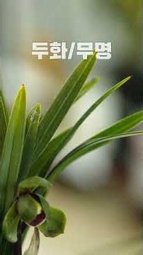 두화/무명