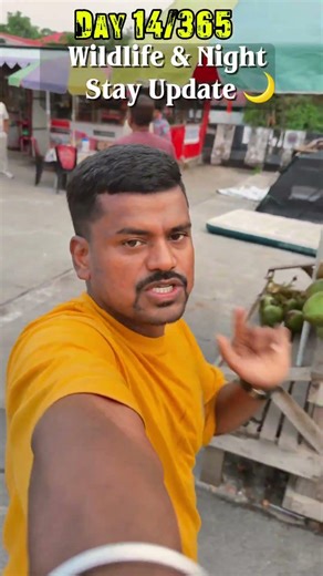 Bengal Tiger spotted Today 🐅 #indianexplorers #ytshorts @Travelwithmohan09 @TravelwithJagadish