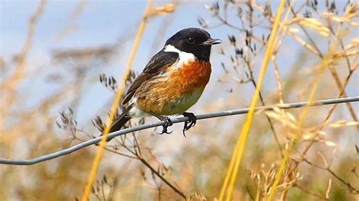 Good morning #Birds & #Nature! Common Stonechat calling (Saxicola torquata) Sub-Saharan Africa. | BIRDS & Nature