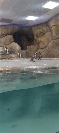 Penguin Family in zoo #penguin #viral #shortsfeed #shorts #zoo