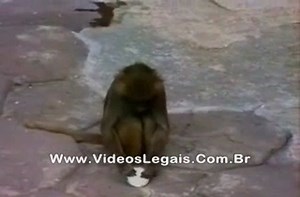 Monkey sees its reflection for the first time.