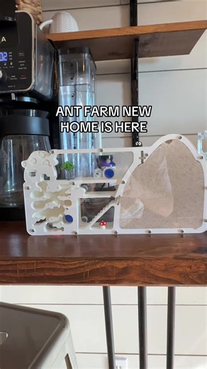 Ant Farm Adventures: Discover the New Home