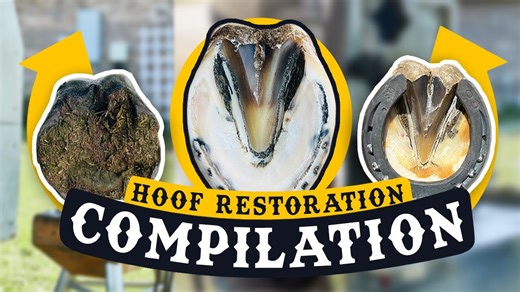 Satisfying horse hoof cleaning - compilation