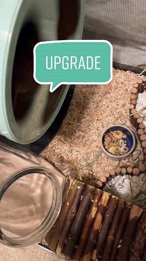 Rescued Gerbil's Tank Upgrade and Cute Reaction Exploring 75 Gallon Home