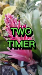 368K views · 6.7K reactions | Two timer #twotimer #adsonreels2023 #adsonreels #fbreels #fypシ゚viral #fbyシ #fypシ゚ #fbviral | Ronel Salviejo | Facebook