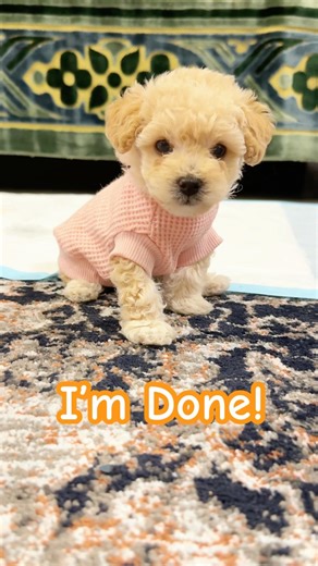 Puppy’s Potty Training ✅ #puppy #pottytraining