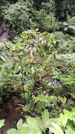 forêt naturelle national de Guadeloupe en Basse Terre