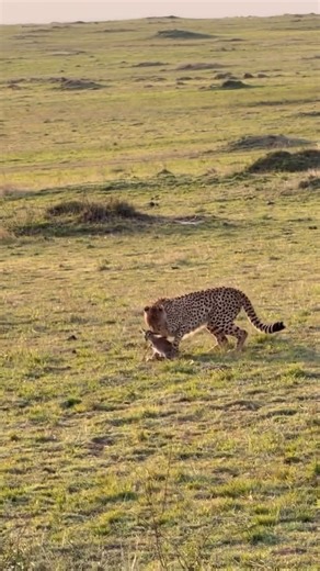 🐾 Cheetah Hunting School: Why Cubs Practice on Young Gazelles 🐾 Cheetahs are the world's fastest land animals, but that speed is useless without skill! Their mothers run an intense "hunting academy" to ensure their cubs grow into successful predators. The core of this training involves bringing back live, but often exhausted or slightly injured, young prey, like gazelle fawns or baby antelopes, to the den. This is a deliberate and crucial teaching moment. Why young ones? Because the ultimate g