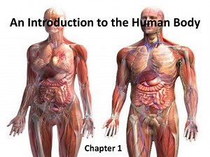 An Introduction to the Human Body - SlideServe