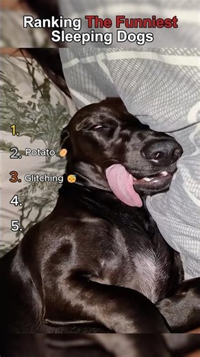 Ranking The Funniest Sleeping Dogs😴😂