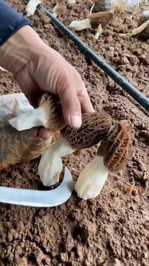 𝗠𝘂𝘀𝗵𝗿𝗼𝗼𝗺 𝗠𝘂𝗻𝗱𝗼 | Meanwhile in China... 😱👀 Morels (#Morchella sp.), known for their striking honeycomb appearance, have been treasured for their rich,... | Instagram