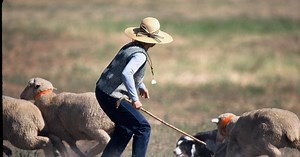 Colorado Experience:The Meeker Classic Sheepdog Trials Season 6 Episode 10