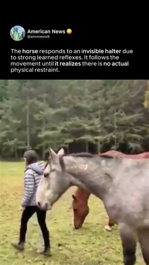 HORSE RESPONDS TO CONDITIONED REFLEX