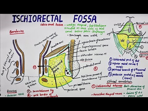 Ischiorectal Fossa / Ischioanal Fossa