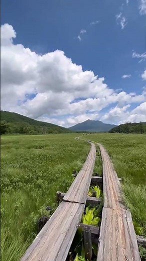 【尾瀬】若草が広がる初夏の尾瀬。Oze in Early Summer. #絶景 #旅行 #尾瀬ヶ原 #尾瀬 #自然
