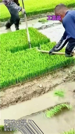 これぞ先人の知恵！田植え効率を激変させる最強の苗切り分けテクニック #crafts #system #awesome #skills #rural