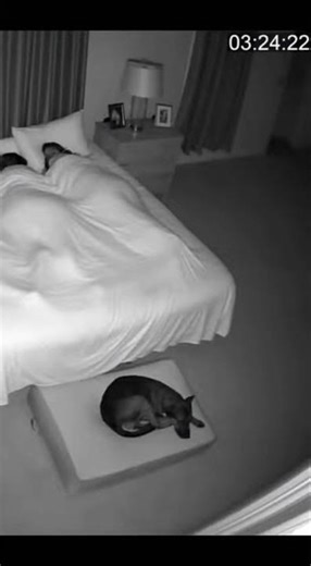 Object Falls Off Table While Dog Growls 🐕😱