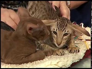ORIENTAL KITTENS