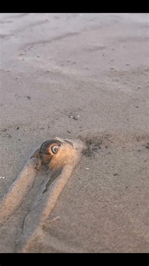 A moon snail moves through the sand.