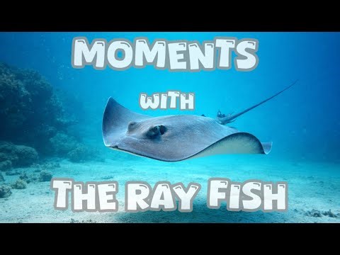 Stingray: The Silent Shadow of the Ocean