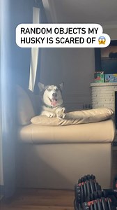 169K views · 3.9K reactions | what weird things are your dogs scared of? . . . . . . . . . . . . . . . . . . #husky #huskypuppy #huskylove #huskylife #huskies #huskiesofinstagram #huskiesofinsta #huskiesofig #huskysiblings #viralreels #dogsofinstagram #dogsofinsta #dogsofig #dogstagram #husky #huskypuppy #ontariohuskies #huskylife #huskies #huskiesofinstagram #huskiesofinsta #huskiesofig #huskysiblings #dog #dogsofinstagram #dogsofinsta #dogsofig #dogstagram | Ontario Huskies | Facebook