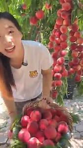 Enjoy life harvesting peaches fruit and beautiful natural fruit farm with cutting skills so fresh | Fruits Man