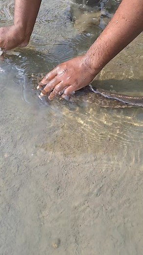 big fish | Unity Farm