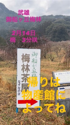 武雄温泉物産館@武雄の観光案内所 | 2月15日 武雄名所の1つ 御船山が山梅林 かわいい🩷梅の花が ポツポツと ただいま 3分咲🌸 美味しい 梅の花餅食べてください🌸 帰りは 物産館によらんばバイ👍👍👍 お待ちしてます🤩🤩🤩 人手不足により商品の取置きの対応ができない場合がございます。... | Instagram