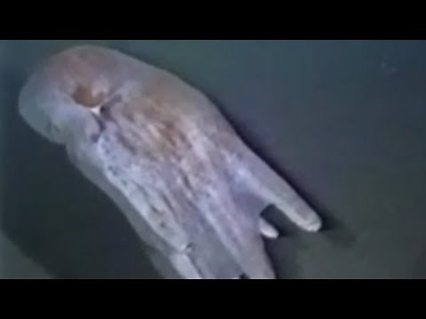 Facts: The Seven-Arm Octopus