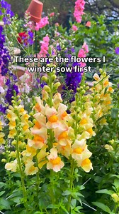 These are the flowers I start with when I winter sow seeds in January. I grow a mix of cottage-style flowers and cut-from-the-garden favorites — some for bouquets, some for structure, and some simply for the way they move through the garden. Sweet peas, larkspur, snapdragons, foxgloves, yarrow, and calendula are always part of this early rhythm. This is how I like to begin the season — slowly, and in step with winter. 🌸 | BricksnBlooms