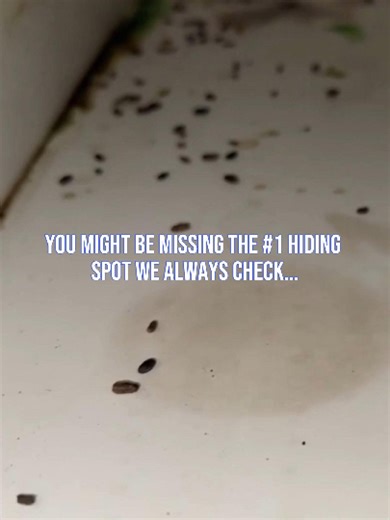 What’s Included in Our Basic Insect Service The pests you don’t see can cause the biggest problems. 🐜🕷️ Our Basic Insect Service protects your home with smart inspections and targeted treatments that are safe for your family and pets. Be proactive and stay pest-free. 📞 (715) 271-2511 for your free quote#1stchoicepestsolutions #rodentsoftiktok #rodents #eauclairewi