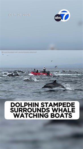 What a treat during a whale-watching tour off the coast of Newport Beach this weekend! 🐬🐬 About 500 common dolphins were seen surrounding the whale-watching boats. | ABC7