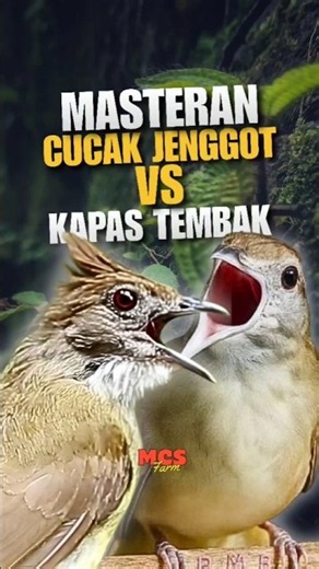Masteran Cucak Jenggot VS Kapas Tembak Gacor Kasar! 🔥