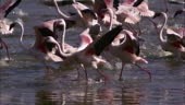 PAN with group of Lesser Flamingoes running for take off