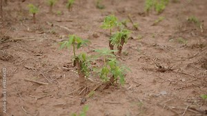 A close-up of a cassava plantation with new leaves, freshly cut plant for propagation